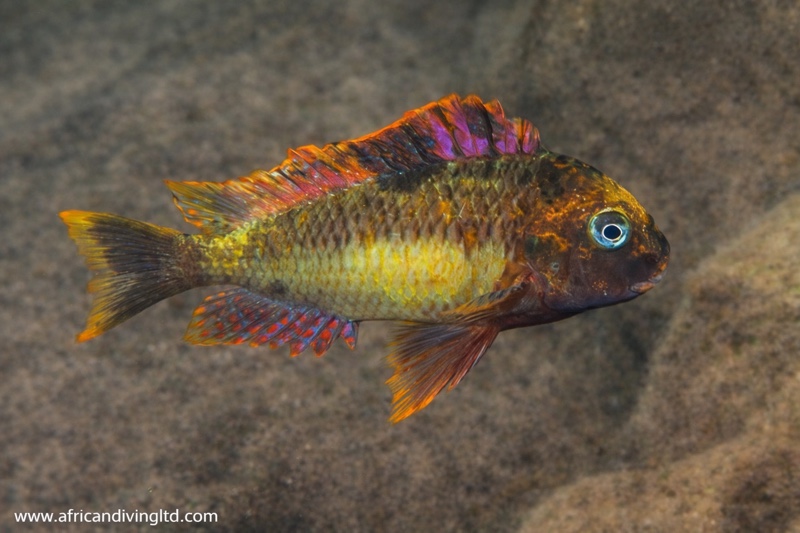 Tropheus moorii 'Kambwimba' Kushangaza